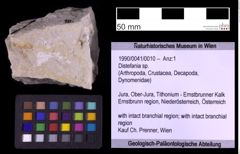 Foto (Objekt + Etiketten) von Distefania sp. (NHMW-GEO-1990-0041-0010)